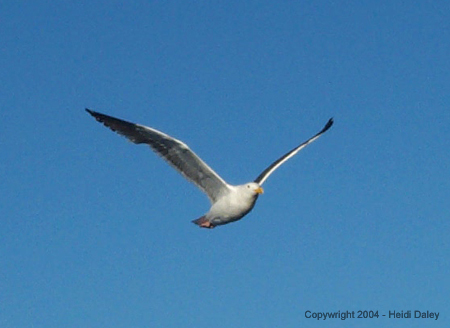 Gull