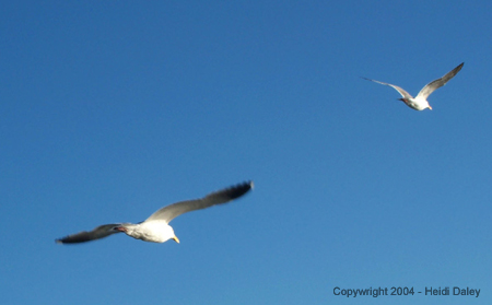 Gulls