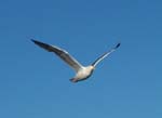 Gull