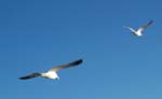 Gulls