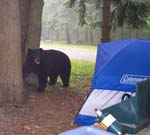 Bear Behind Melissa's Tent