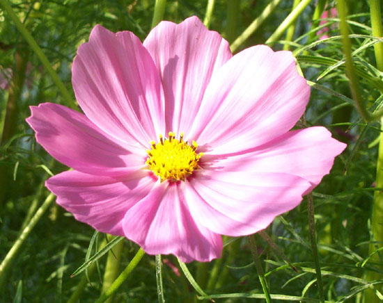 Cosmos