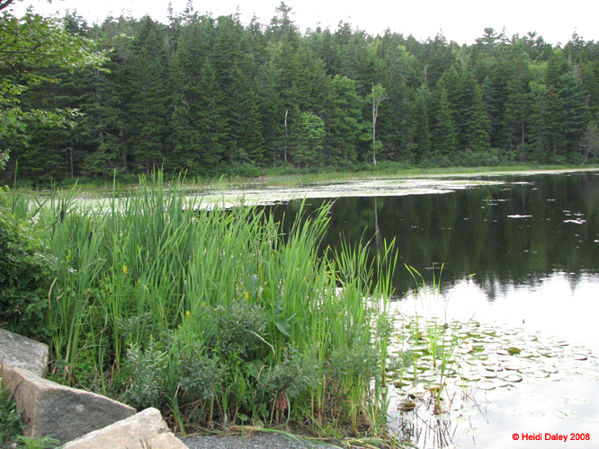 AcadiaNP -130