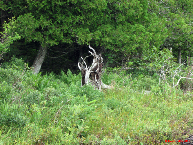 AcadiaNP-hike -016-1