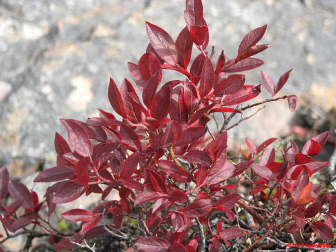 AcadiaNP-hike -061