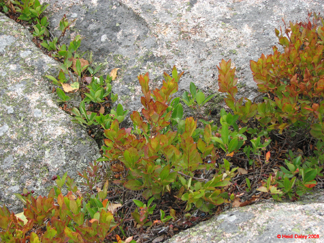 AcadiaNP-hike -066