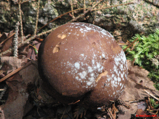 AcadiaNP-hike -082