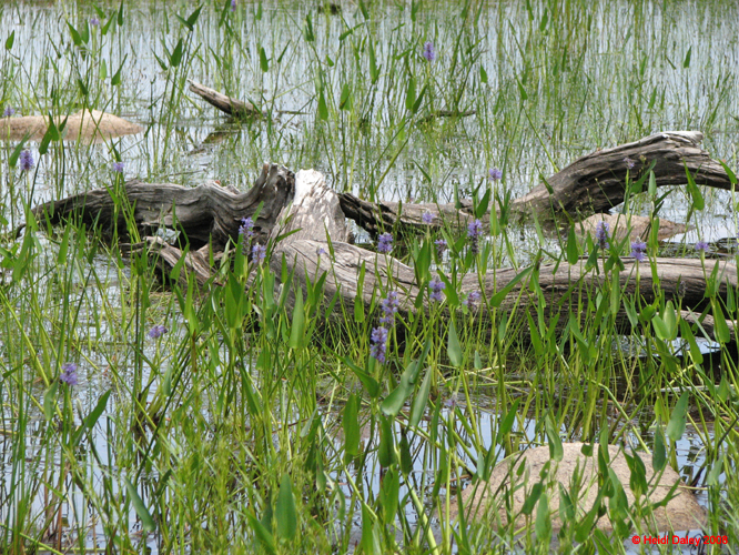 AcadiaNP-hike -087