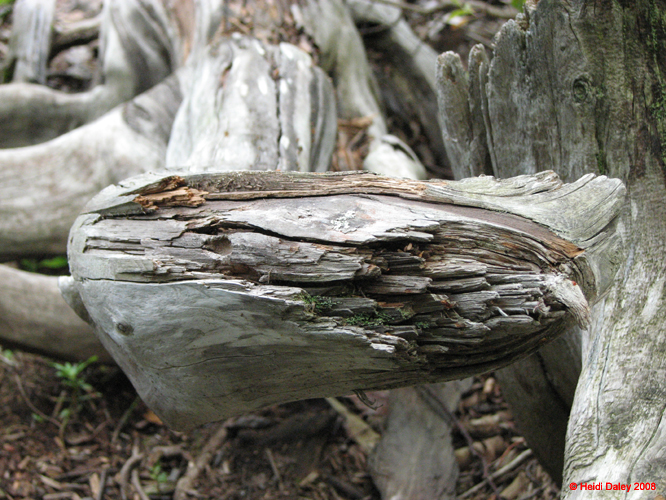 AcadiaNP-hike -089
