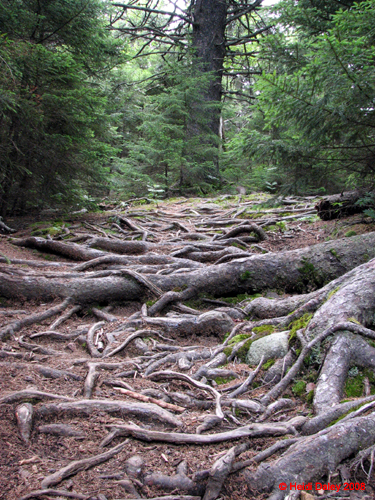 AcadiaNP-hike -094-1