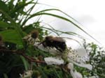 AcadiaNP -161