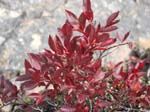AcadiaNP-hike -061