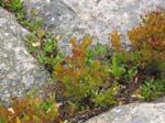 AcadiaNP-hike -066