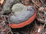 AcadiaNP-hike -083