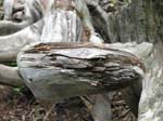 AcadiaNP-hike -089