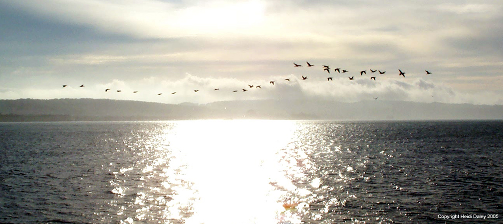 Birds