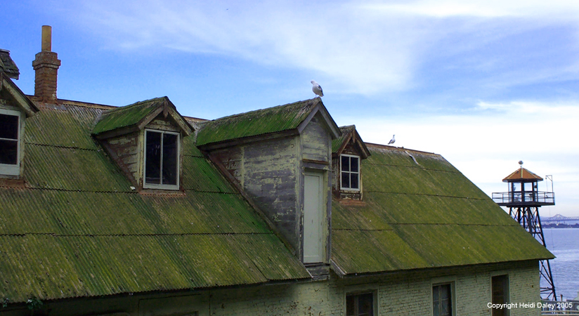 Gulls on a hot tin roof #2