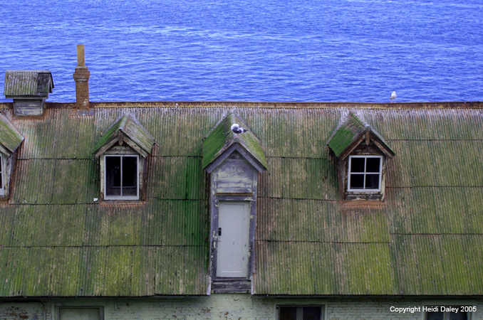 Gulls on a hot tin roof #3