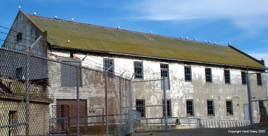 Gulls on a hot tin roof