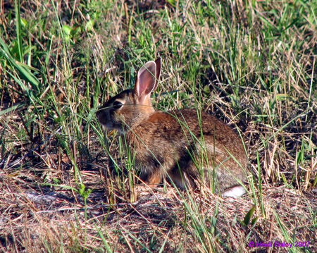 Bunny