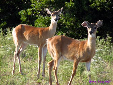 Deer1