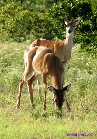 Deer2
