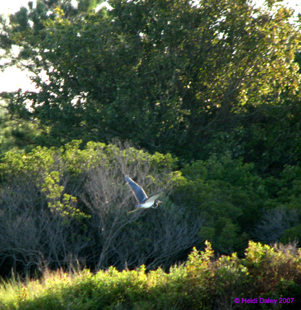 Heron1
