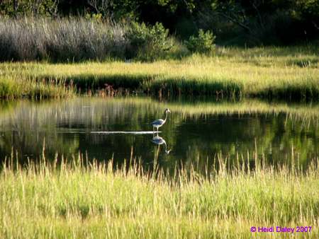 Heron2