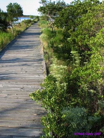 Marsh2