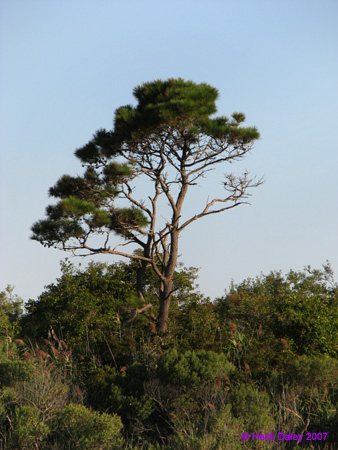 Marsh3