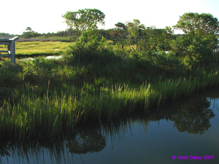 Marsh6