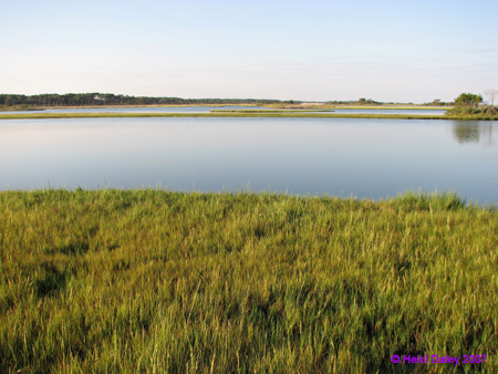 Marsh7