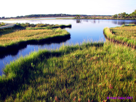 Marsh8