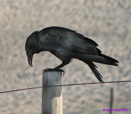 Raven1