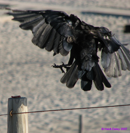 Raven2