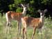 Deer1