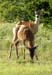 Deer2
