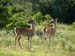 Deer3