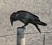 Raven1