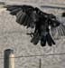 Raven2