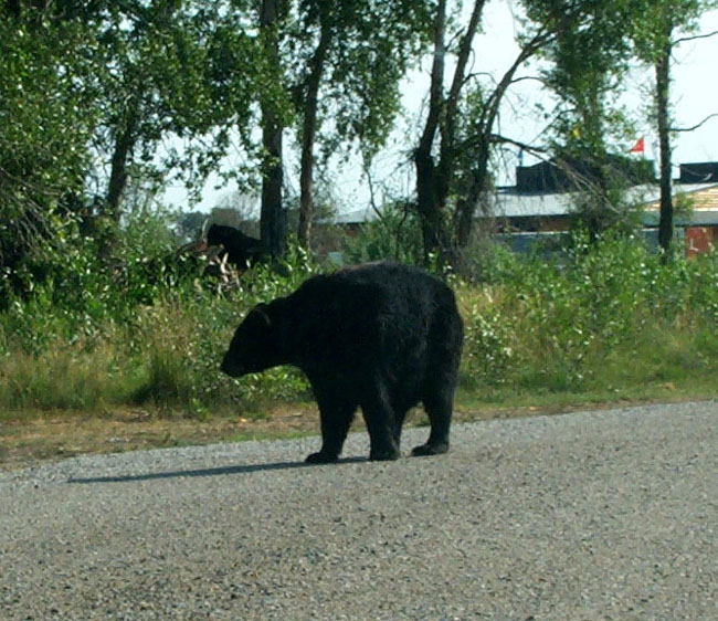 Bears