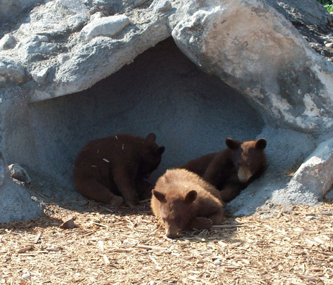 Bears