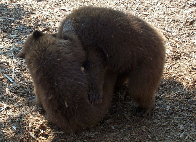 Bears
