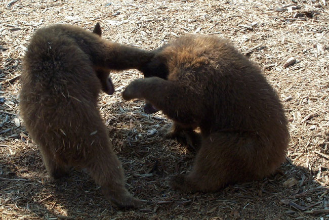 Bears