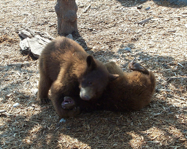 Bears