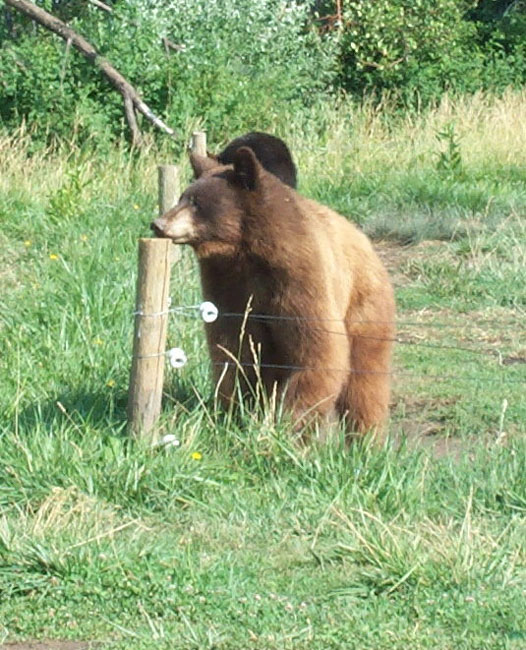 Bears