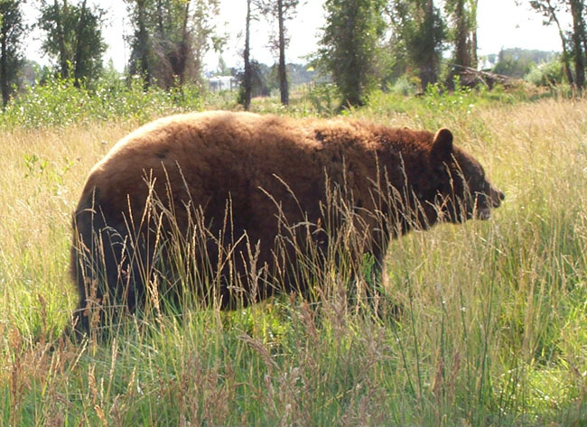 Bears