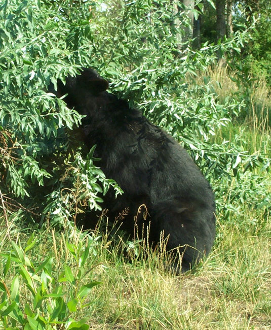 Bears