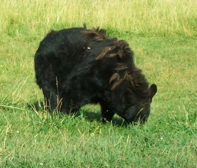 Bears