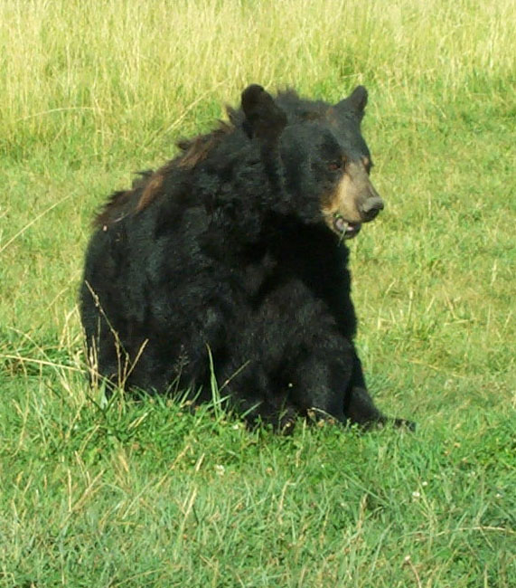 Bears